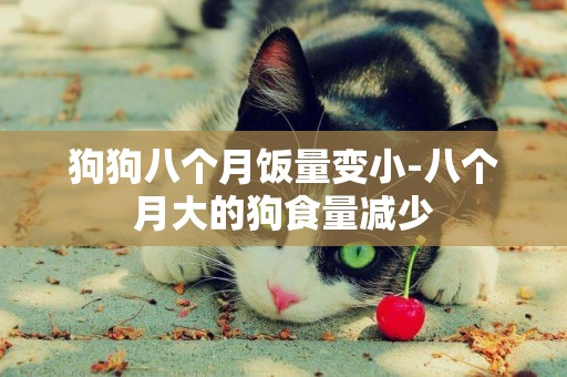 狗狗八個月飯量變小-八個月大的狗食量減少