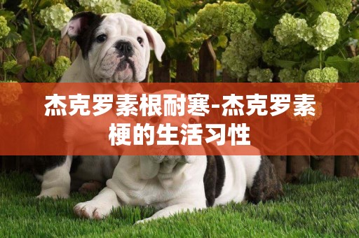 杰克羅素根耐寒-杰克羅素梗的生活習性