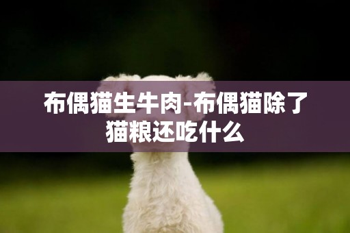 布偶貓生牛肉-布偶貓除了貓糧還吃什么
