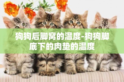 狗狗后腳窩的溫度-狗狗腳底下的肉墊的溫度