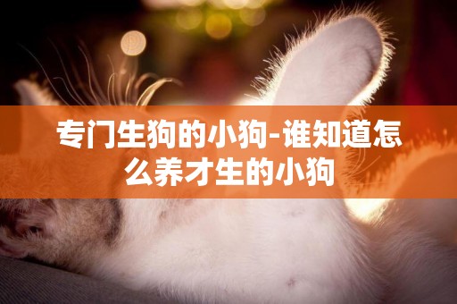 專門生狗的小狗-誰知道怎么養才生的小狗