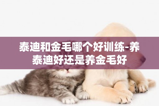 泰迪和金毛哪個好訓練-養泰迪好還是養金毛好