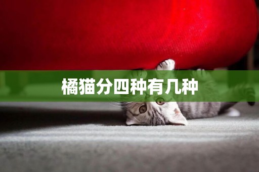 橘貓分四種有幾種