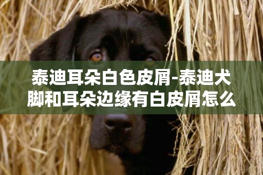 泰迪耳朵白色皮屑-泰迪犬腳和耳朵邊緣有白皮屑怎么辦