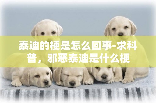 泰迪的梗是怎么回事-求科普，邪惡泰迪是什么梗