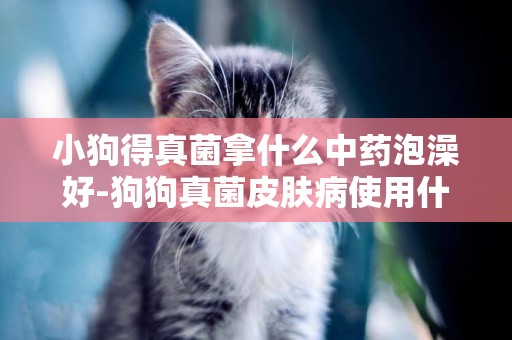 小狗得真菌拿什么中藥泡澡好-狗狗真菌皮膚病使用什么藥浴好的快