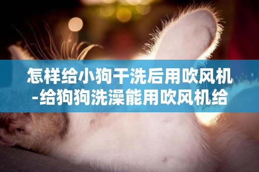 怎樣給小狗干洗后用吹風機-給狗狗洗澡能用吹風機給它吹嗎？