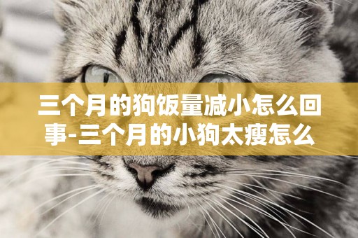 三個月的狗飯量減小怎么回事-三個月的小狗太瘦怎么辦