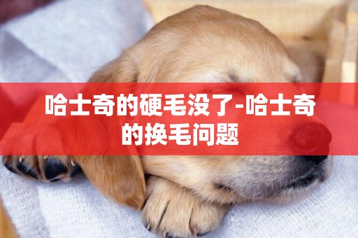 哈士奇的硬毛沒了-哈士奇的換毛問題