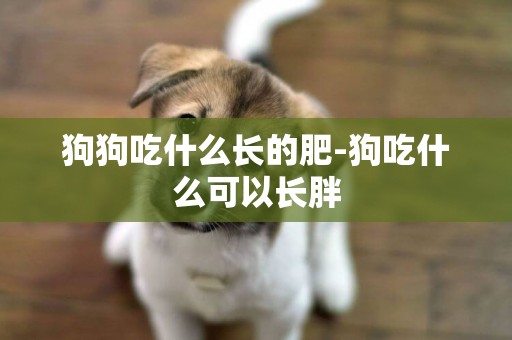 狗狗吃什么長的肥-狗吃什么可以長胖