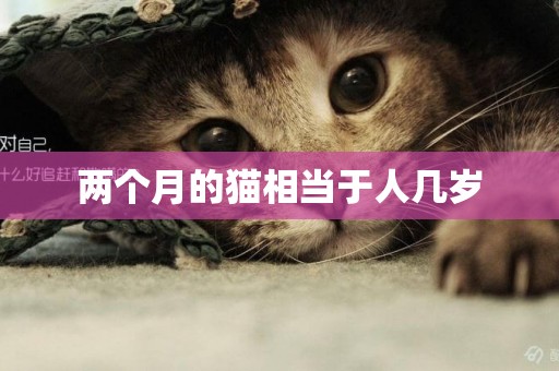 兩個月的貓相當于人幾歲