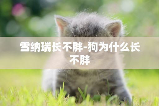 雪納瑞長不胖-狗為什么長不胖