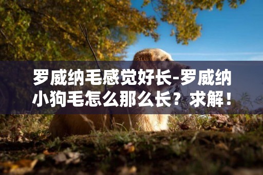 羅威納毛感覺好長-羅威納小狗毛怎么那么長？求解！懂的人回答