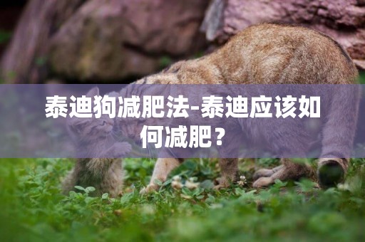 泰迪狗減肥法-泰迪應該如何減肥？
