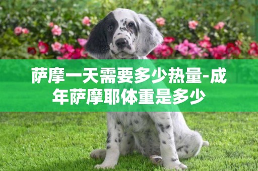 薩摩一天需要多少熱量-成年薩摩耶體重是多少