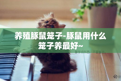養殖豚鼠籠子-豚鼠用什么籠子養最好~