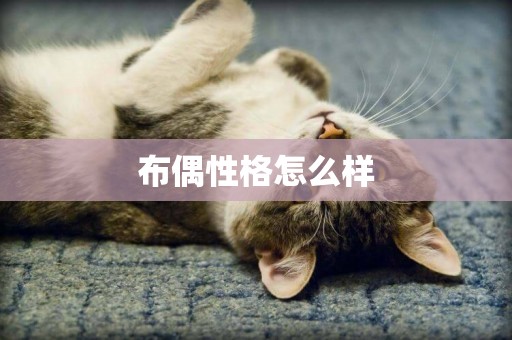 布偶性格怎么樣