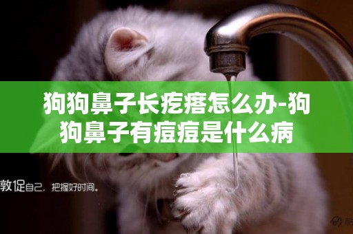 狗狗鼻子長疙瘩怎么辦-狗狗鼻子有痘痘是什么病