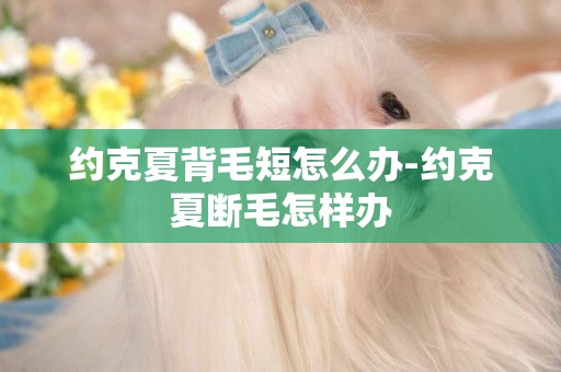 約克夏背毛短怎么辦-約克夏斷毛怎樣辦