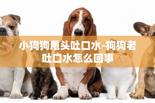 小狗狗甩頭吐口水-狗狗老吐口水怎么回事