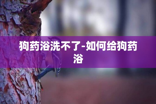 狗藥浴洗不了-如何給狗藥浴