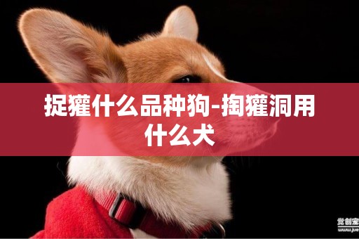 捉獾什么品種狗-掏獾洞用什么犬