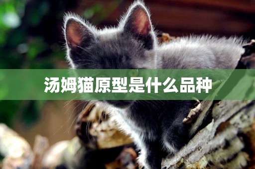 湯姆貓原型是什么品種