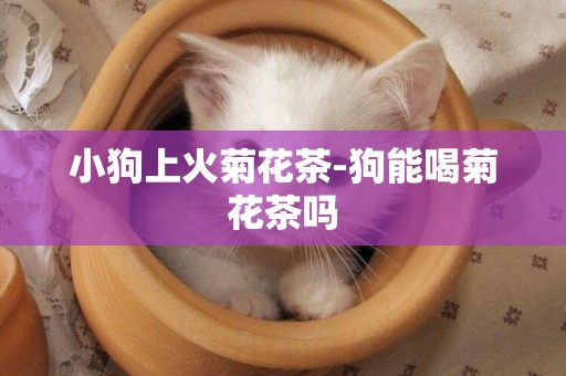 小狗上火菊花茶-狗能喝菊花茶嗎