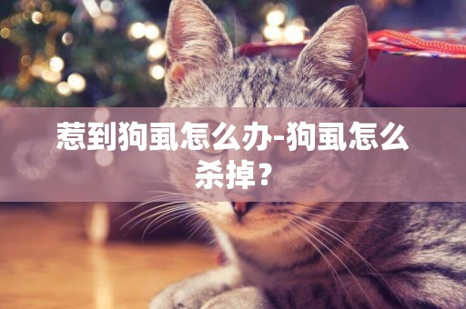 惹到狗虱怎么辦-狗虱怎么殺掉？