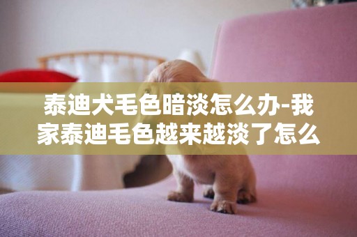泰迪犬毛色暗淡怎么辦-我家泰迪毛色越來越淡了怎么辦