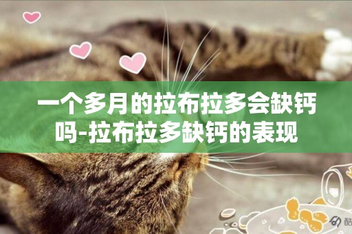 一個多月的拉布拉多會缺鈣嗎-拉布拉多缺鈣的表現