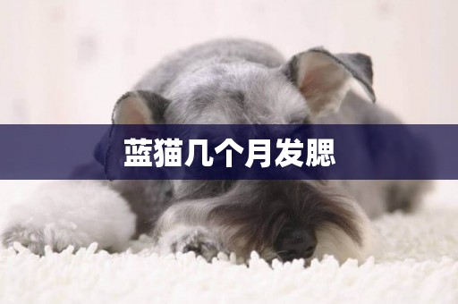 藍貓幾個月發腮
