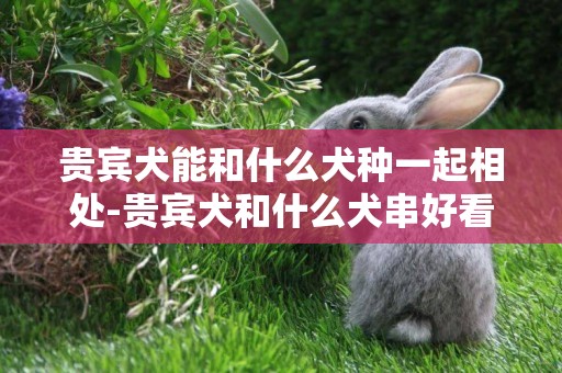 貴賓犬能和什么犬種一起相處-貴賓犬和什么犬串好看