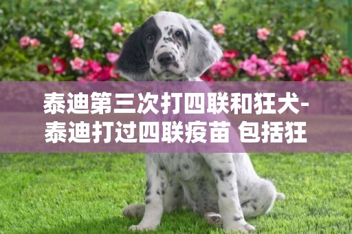 泰迪第三次打四聯和狂犬-泰迪打過四聯疫苗 包括狂犬么