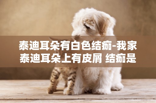 泰迪耳朵有白色結痂-我家泰迪耳朵上有皮屑 結痂是為什么