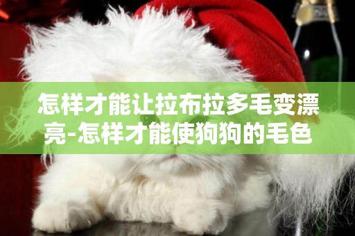 怎樣才能讓拉布拉多毛變漂亮-怎樣才能使狗狗的毛色更亮