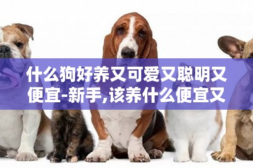 什么狗好養又可愛又聰明又便宜-新手,該養什么便宜又聰明可愛的小型犬？