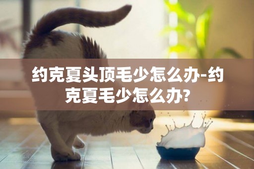 約克夏頭頂毛少怎么辦-約克夏毛少怎么辦?