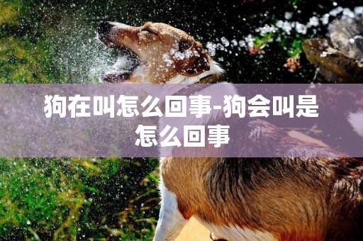 狗在叫怎么回事-狗會叫是怎么回事