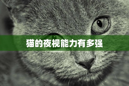 貓的夜視能力有多強