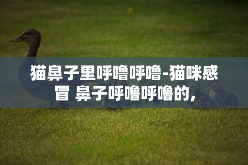 貓鼻子里呼嚕呼嚕-貓咪感冒 鼻子呼嚕呼嚕的,