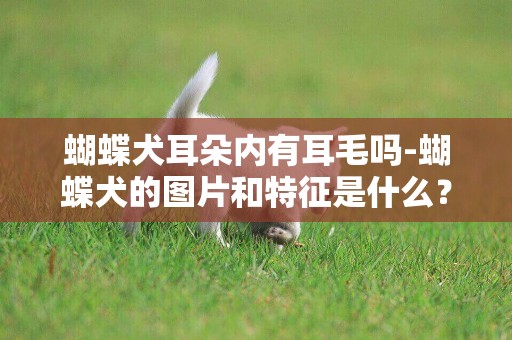 蝴蝶犬耳朵內有耳毛嗎-蝴蝶犬的圖片和特征是什么？
