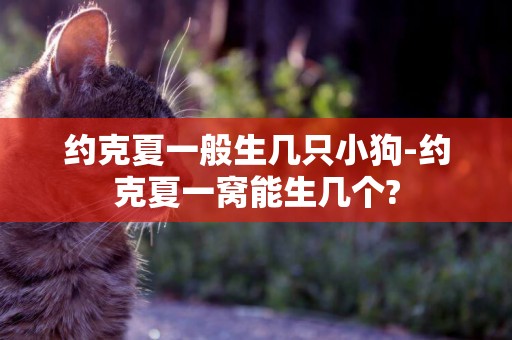 約克夏一般生幾只小狗-約克夏一窩能生幾個?