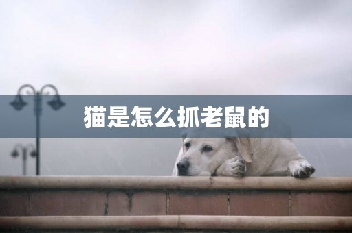 貓是怎么抓老鼠的
