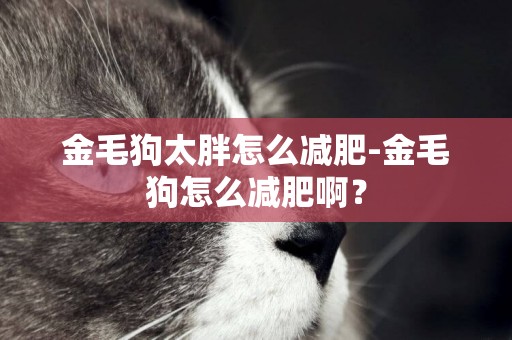 金毛狗太胖怎么減肥-金毛狗怎么減肥啊？