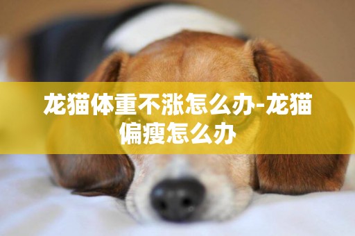 龍貓體重不漲怎么辦-龍貓偏瘦怎么辦