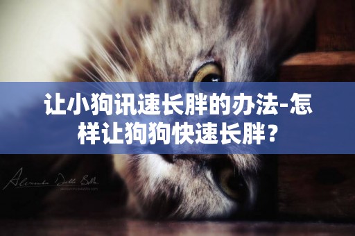 讓小狗訊速長胖的辦法-怎樣讓狗狗快速長胖？