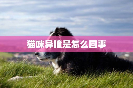 貓咪異瞳是怎么回事
