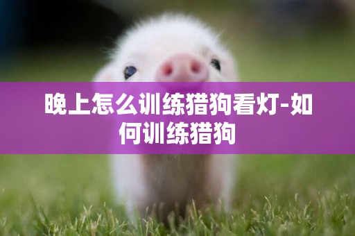 晚上怎么訓練獵狗看燈-如何訓練獵狗