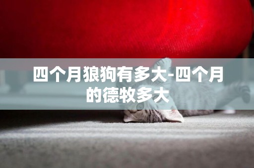 四個月狼狗有多大-四個月的德牧多大